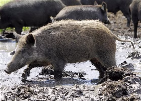 Wildlife officials in New York are devising a strategy to stop wild hogs from proliferating to the point where they’re impossible to eradicate.